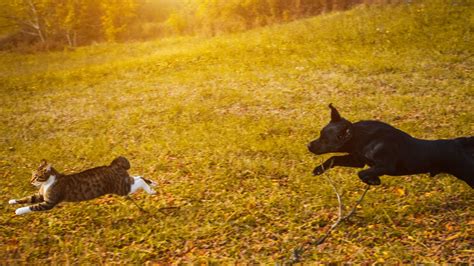 サッカー ディフェンス 体の入れ方 そして、なぜ猫はボールを追いかけるのか？